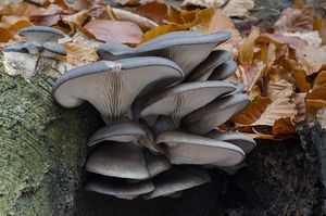 Hlíva ústřičná - Pleurotus ostreatus (Jacq.) P. Kumm. 1871