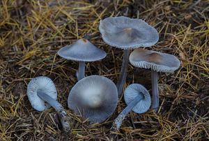 Helmovka rýhonohá - Mycena polygramma (Bull.) Gray 1821