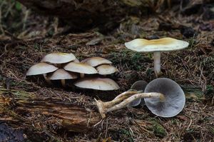 Třepenitka maková - Hypholoma capnoides (Fr.) P. Kumm. 1871