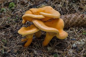 Lištička pomerančová - Hygrophoropsis aurantiaca (Wulfen) Maire 1921