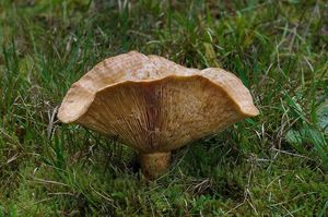 Ryzec smrkový - Lactarius deterrimus Gröger 1968