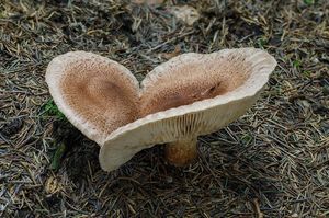 Čirůvka kravská - Tricholoma vaccinum