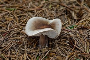 Penízovka kuželovitá - Rhodocollybia butyracea f. asema