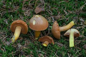 Hřib peprný - Chalciporus piperatus (Bull.) Bataille 1908