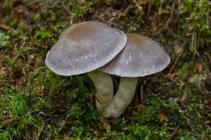 Pavučinec odchylný - Cortinarius anomalus (Fr.) Fr.