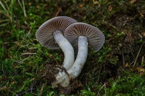 Pavučinec odchylný - Cortinarius anomalus (Fr.) Fr.