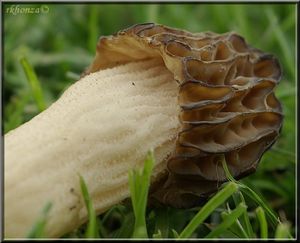 Smrž polovolný - Morchella semilibera