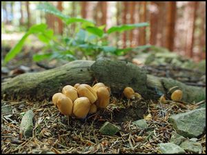 Hnojník třpytivý - Coprinus micaceus