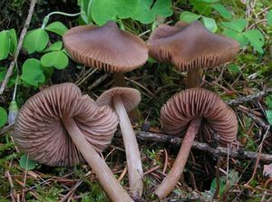 Závojenka slanečkovitá - Entoloma hirtipes (Schumach.) M.M. Moser