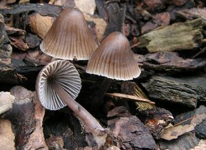 Helmovka smrková - Mycena silvae-nigrae Maas Geest. & Schwöbel 1987l