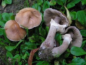 Polnička lysá - Cyclocybe erebia (Fr.) Vizzini & Matheny 2014