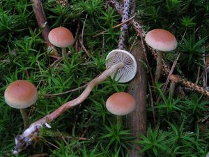 Třepenitka ploníková - Hypholoma polytrichi (Fr.) Ricken 1912