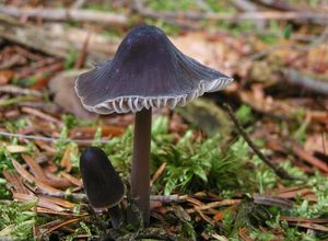 Helmovka smrková - Mycena silvae-nigrae Maas Geest. & Schwöbel 1987l