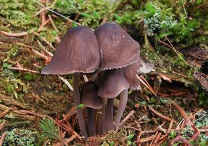 Helmovka smrková - Mycena silvae-nigrae Maas Geest. & Schwöbel 1987l