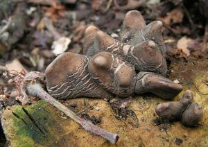 Klikni pro velký obrázek