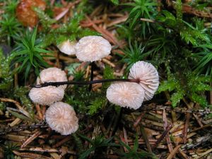 Špička provrtaná - Gymnopus perforans (Hoffm.) Antonín & Noordel. 2008