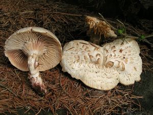 Houževnatec šupinatý - Neolentinus lepideus (Fr.) Redhead & Ginns 1985