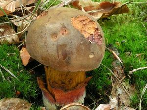 Klikni pro velký obrázek