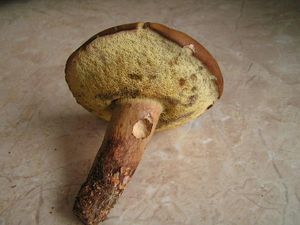 Klikni pro velký obrázek