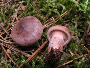 Ryzec ryšavý - Lactarius rufus (Scorp.: Fr.) Fr.