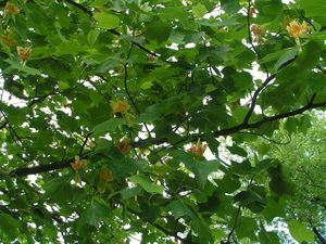 Liliovník tulipánokvětý (Liriodendron tulipifera )