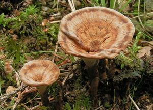 Ďubkatec pohárkovitý - Coltricia perennis  (L.) Murrill 1903