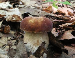 Hřib dubový - Boletus reticulatus Schaeff. 1774