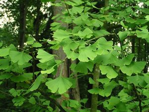 Jinan dvoulaločný (Ginko biloba)