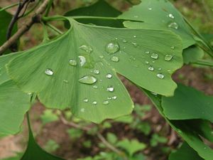 Jinan dvoulaločný (Ginko biloba)