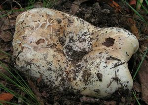 Holubinka akvamarínová - Russula chloroides (Krombh.) Bres. 1900