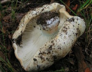 Holubinka akvamarínová - Russula chloroides (Krombh.) Bres. 1900