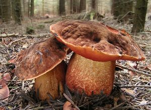 Hřib kovář - Neoboletus luridiformis (Rostk.) Gelardi, Simonini & Vizzini 2014