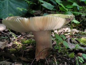 Holubinka fialovonohá - Russula violeipes