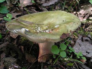 Holubinka fialovonohá - Russula violeipes Quél. 1898