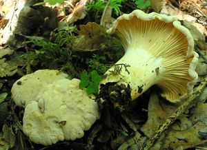 Liška bledá - Cantharellus subpruinosus Eyssart. & Buyck