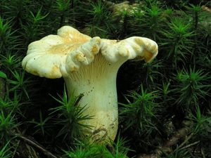 Liška bledá - Cantharellus subpruinosus Eyssart. & Buyck