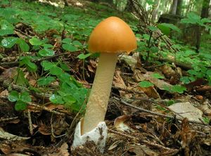 Muchomůrka šafránová - Amanita crocea