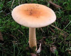 Muchomůrka šafránová - Amanita crocea