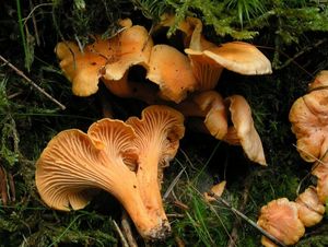 Liška Friesova - Cantharellus friesii  Quél. 1872