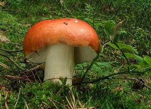 Holubinka jahodová - Russula paludosa