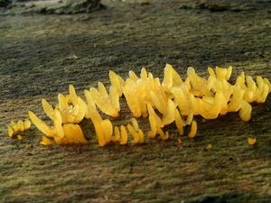 Krásnorůžek smržovitý - Calocera glossoides (Pers.) Fr. 1827