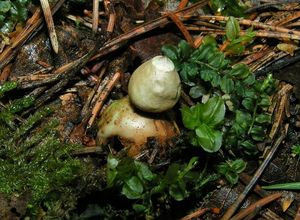 Hvězdovka smrková - Geastrum quadrifidum