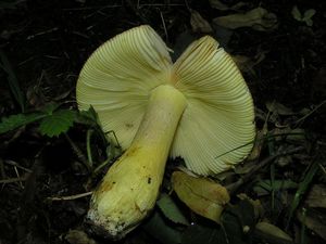 Holubinka zlatá - Russula aurea  Pers.