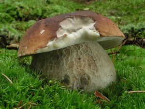 Hřib smrkový - Boletus edulis Bull. 1782