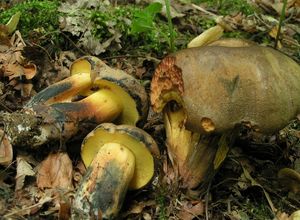 Hřib modračka - Cyanoboletus pulverulentus  (Opat.) Gelardi, Vizzini & Simonini 2014