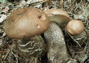 Kozák topolový - Leccinum duriusculum (Schulzer ex Kalchbr.) Singer 1947
