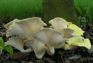 Hlíva citrónová - Pleurotus citrinopileatus Singer 1942