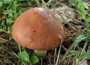 Klouzek zrnitý - Suillus granulatus (L.:Fr.) Roussel