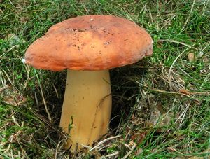 Ryzec syrovinka - Lactarius volemus (Fr.) Fr. 1838