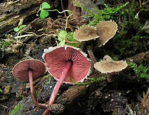 Černolupen krvavý - Melanophyllum haematospermum